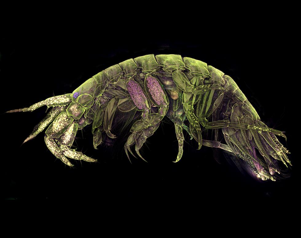 Corophium - a silk-spinning amphipod
